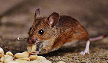 24 Hour & Emergency Exterminators in Upper Hoh, WA